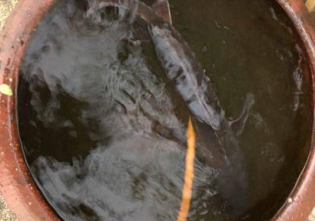 钓友|老家小河里,钓起这种鱼,钓友说是长江珍稀物种,味道鲜美