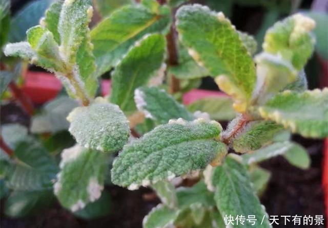 『香草植物』盆栽水果不容易,不如种上5种水果味香草,养护简单,随采随吃