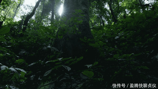 这部纪录片央视发力了,每一帧都可以当壁纸,BBC也无法超越