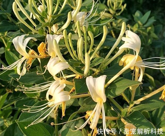 『新芽枯萎』金银花盆栽养不好,犯了2个错,要想开花满屋香,急需一个小手术