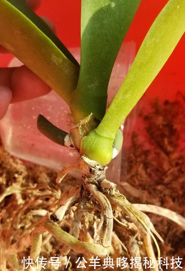  「标本」蝴蝶兰怕湿更怕干，脱水干死快成标本的蝴蝶兰怎么救？丢就对了