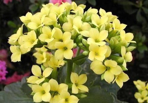  『喜欢』喜欢菊花，不妨养些这种花，非常适合阳台养，开花就爆盆