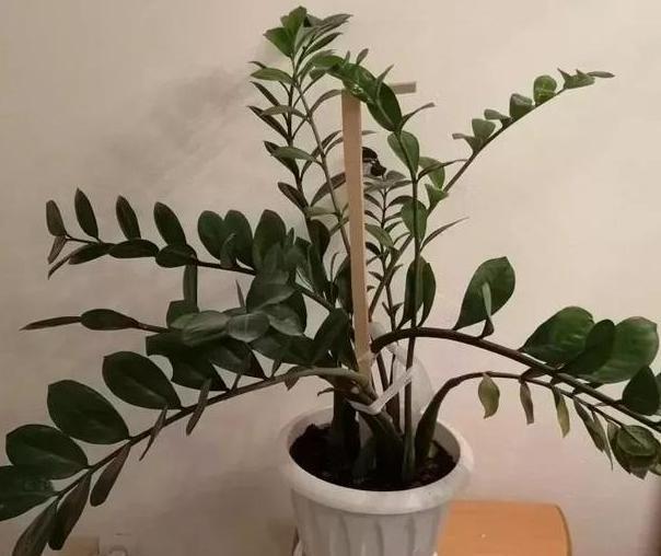  「不想」不想花钱买花该怎么养花？将它们的枝条插土里，嗖嗖长出新芽叶