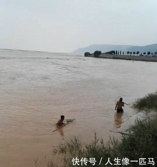 野生黄河大鲤鱼，被激流冲晕，村民冒险下水捕获