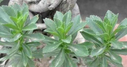 农村随处可见的野菜，被人们称为“救命草”，20元只能买一斤