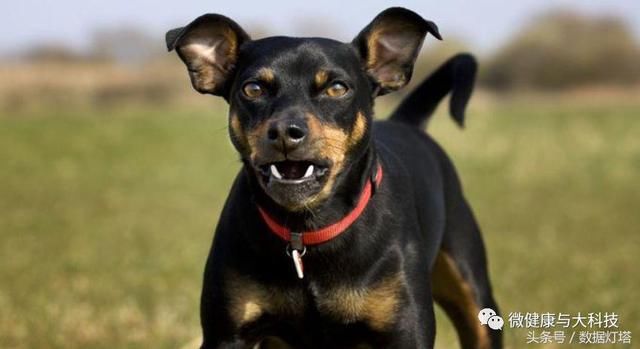 也谈疫苗，抛弃那些不靠谱的谣言：看看德国如何预防狂犬病