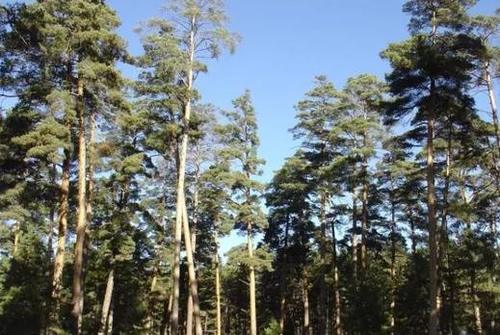 神秘的长白山上，神秘的“美人松”，离开这里就不能够存活下来