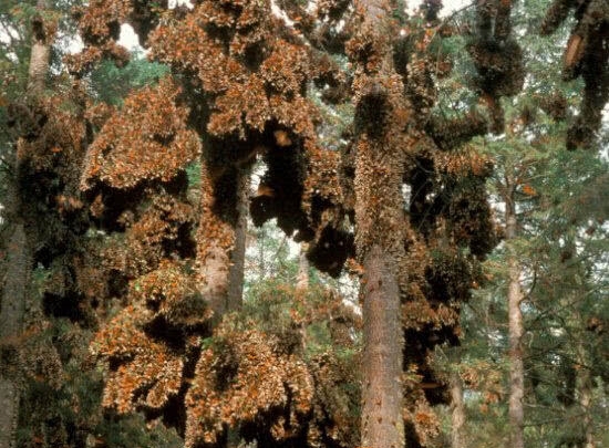 树木上长满了“金叶子”,男子走近观察后,被眼前奇观吓愣!