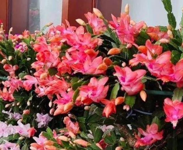  「适合」“4种花”最好养，半月浇水一次，花开压弯枝头，适合新手养！