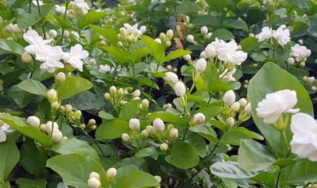  【开花数量】茉莉花开花少，只需一片柠檬，给它来杯“柠檬水”，白花呼呼开