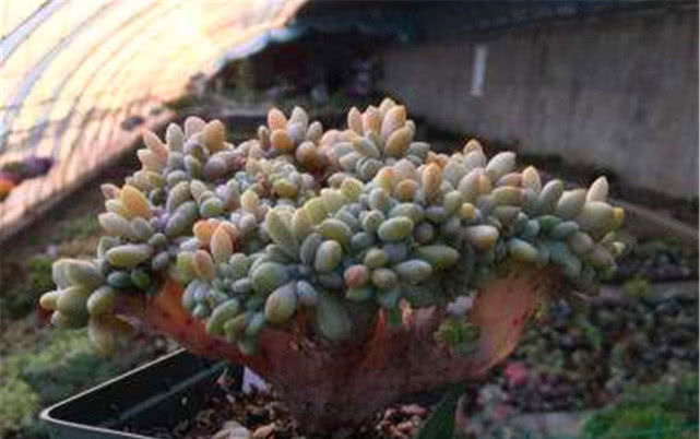 #种多肉植物#多年前,这种“多肉”在农村“成灾”,皮实爆盆快,是麻雀的最爱