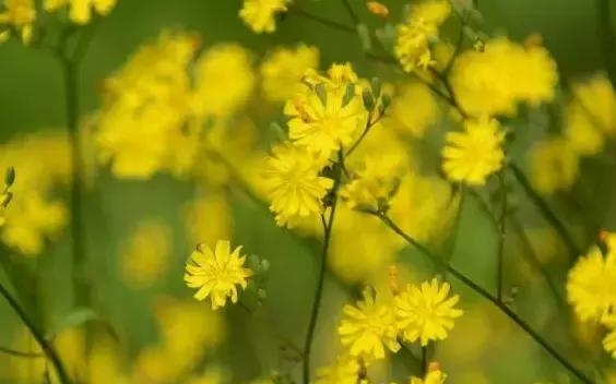 农村地里生长的一种野草，非常像菊花，但是却不知道它很值钱