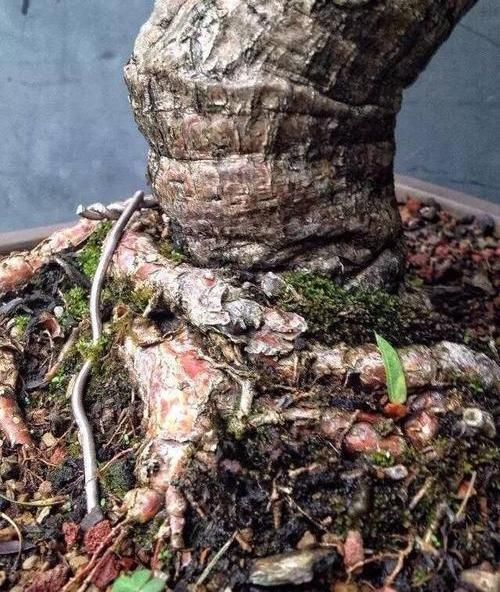  『玉树养』大哥养的玉树，比“大象腿”都粗，年年开花，四邻八里都来看