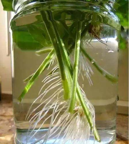  『蔬菜』常见12种蔬菜阳台种植教程，看完又能省下一笔钱啦！