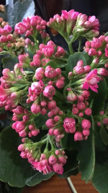 于花卉修剪■修剪也得有“度”,“3种花”要悠着点,剪狠了一年不开花