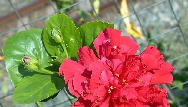 「一朵花」阳台盆栽大“红花”,比普通花大2倍,一朵花就开满一个盆
