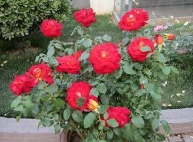  [长春花]养花嫌花期短，花量少？3种“开花机器”养家中，四季开花好养护