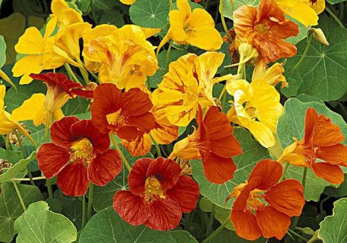 #姊妹花#小阳台就选“姊妹花”,花开易爆盆,瞬间变花海,300天不断花