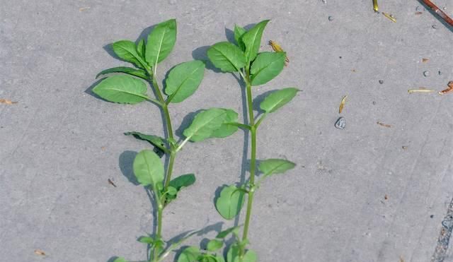  「殊不知」农村一大“恶草”，过去农民见到就拔掉，殊不知是稀罕降压野菜