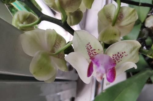  『地暖房』第一次听说水苔养蝴蝶兰保水性太差，浇水方式和温度环境很重要