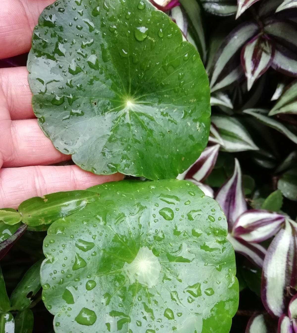  新芽■铜钱草终于发新芽，可是叶子却超小，学会施肥修剪就变拳头大！