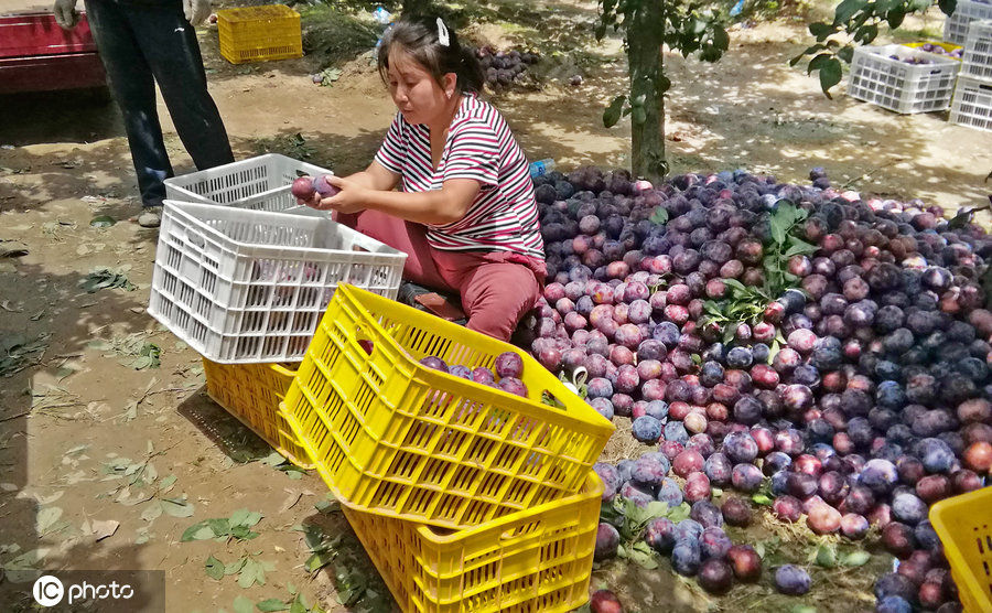 陕西李子滞销烂满地，7毛钱一斤无人收，农民伯伯都急哭了