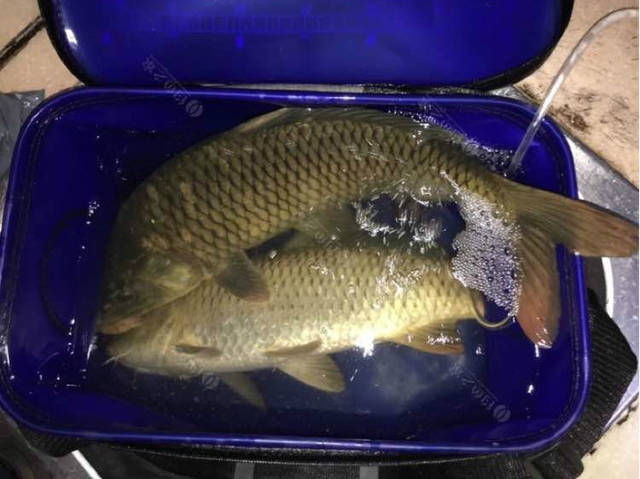  「还要」野钓大鲤鱼最重要的两点是什么？窝料要舍得打，还要有耐心才行！