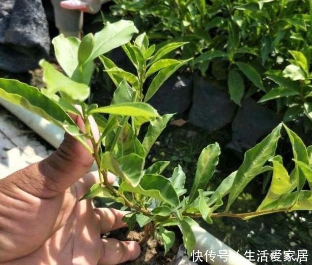  『扦插』扦插茉莉、多肉不用土，1块“胶囊板”全搞定，20天长成小盆