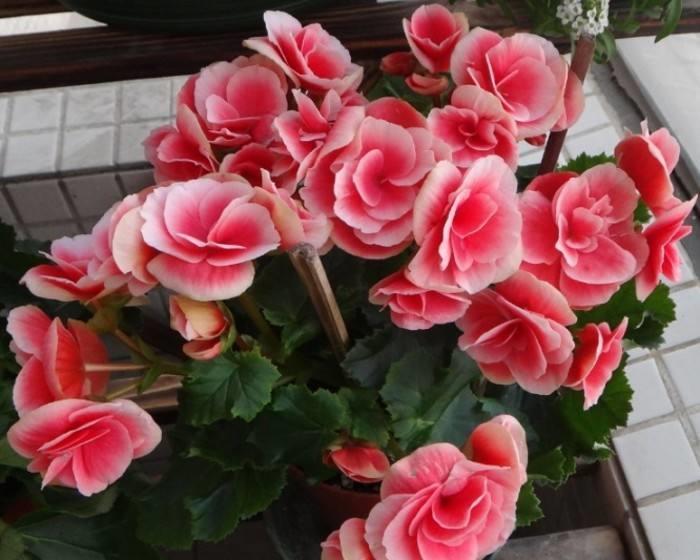 「懒人」养花要养“4种花”,开花快,好养护,新手懒人都能养