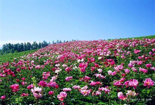  [旅游景点]一花一世界，一叶一菩提——奇花异草花鹤翎，赏花旅游景点介绍