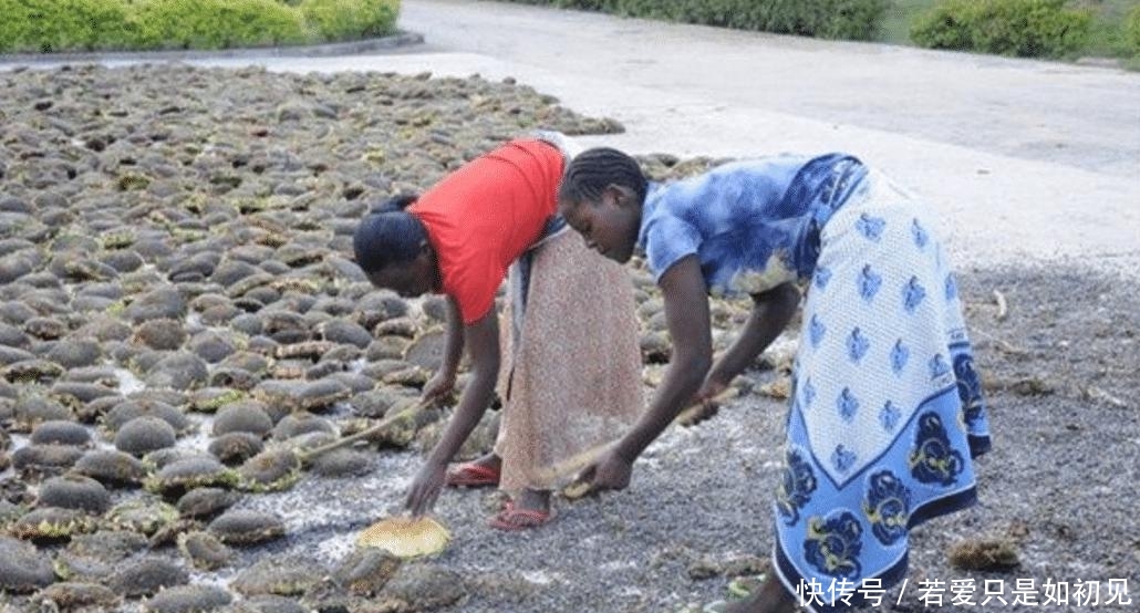  「玉米」中国人在非洲土地上种向日葵被非洲人嘲笑，尝到甜头后