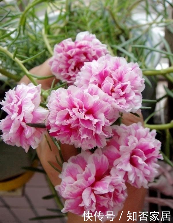  [便宜货]几种便宜货，5块钱买一盆，养在家爆炸式的开花，阳台变花海