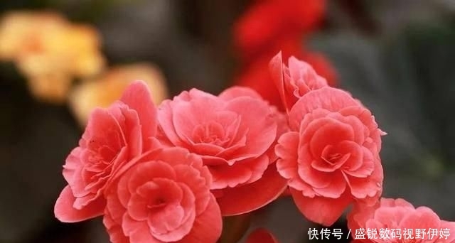  『植株就』熟练掌握丽格海棠的浇水方式，花开到一茬又一茬，漂亮极了