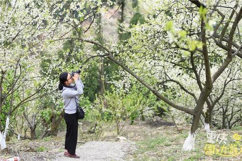 花开成海！再过一周重庆将美翻全国，14处美景玩转这个春天！