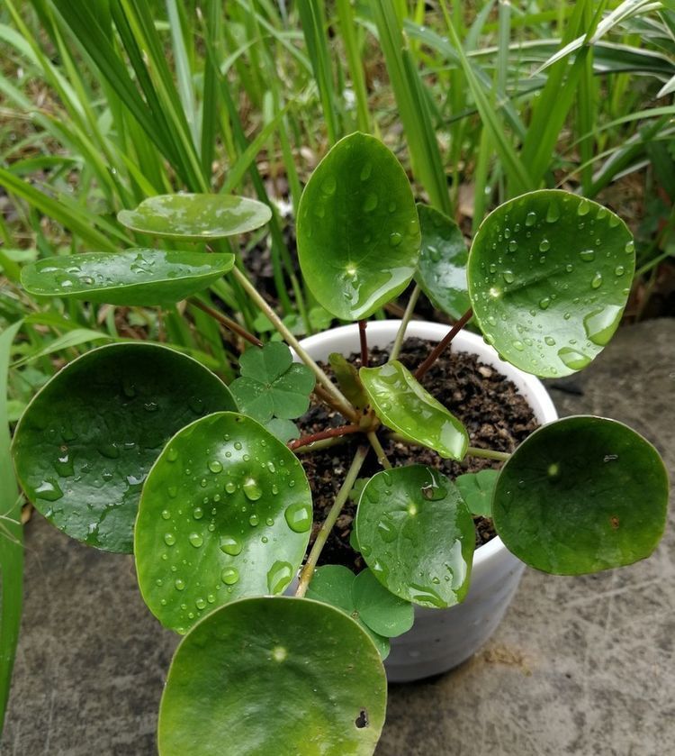  养爆：此3种花,1年花期280天,养在阳台开成“花海”,新手养爆盆!
