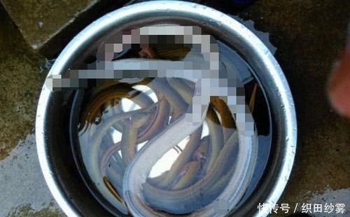 「老家」老家钓黄鳝的人很多,关键要知道怎么找洞