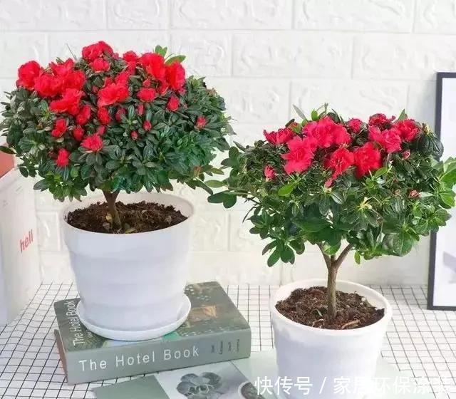  杜鹃花|杜鹃花这样养，不掉叶不落蕾，花开一波又一波，来年继续开