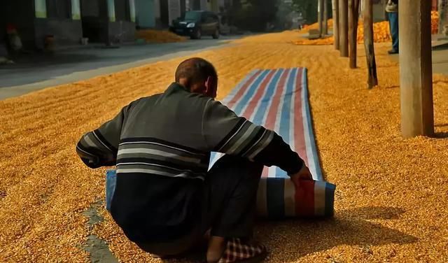  「玉米」刚在老家地里看到的画面，是谁的爹娘？很多人看完湿了