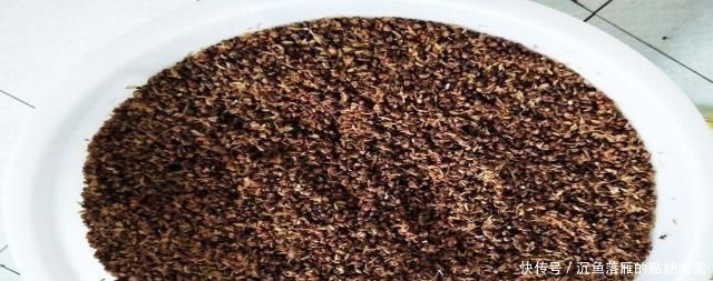  『1斤』豆芽麦粒加这些做窝料，发窝快留鱼久，湖库钓鱼必备