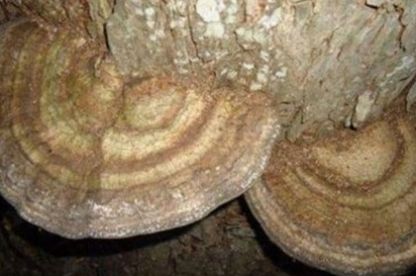  灵芝@农村大山里常见的这种“假灵芝”，对农民来说比仙草还厉害