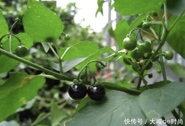  『杂草』1种植物被当成“杂草”，生长在田野里，8月份长出“黑果”，少见