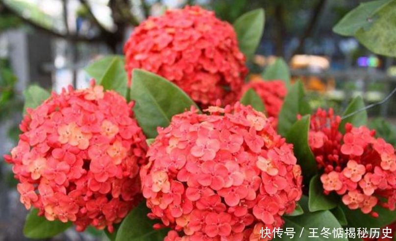 『养花』4种花是“开花机器”,全年开花不断,养花首选,1盆能开100朵花