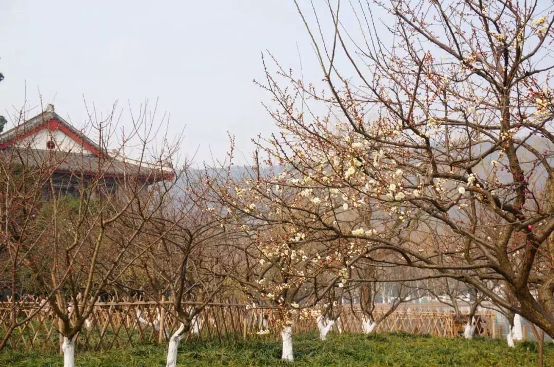 风景 | 壁纸福利！一大波梅花美图等你接收，周末去看正好！