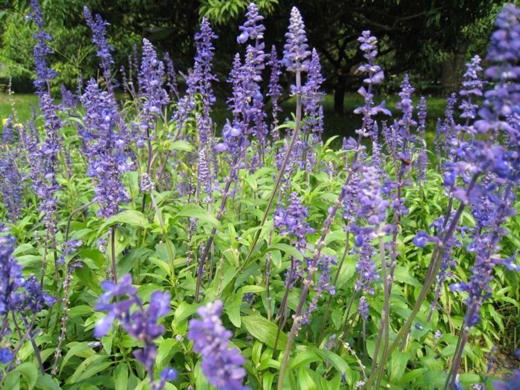 『温度』你见过紫色花海吗？除了薰衣草，还有一种叫做鼠尾草的紫花！