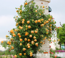  『木香花』抓住春天的“尾巴”，养上这几种花，赴一场最美“约会”