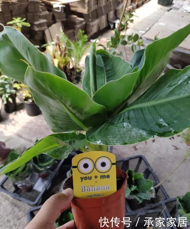 绿萝■能盆栽的迷你香蕉树,比绿萝还耐阴的花,叶子亮得像打蜡!