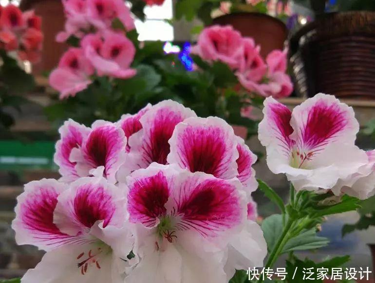  每种■110种天竺葵，每种都超美，看看你认识多少种？