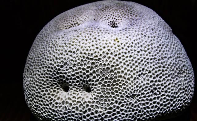 彻底颠覆你对石头的认知与想象，云南石林地质博物馆奇石大观