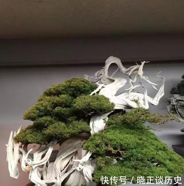  #值钱#这3种盆景可以养成传家宝，再穷也要养，越老越值钱！