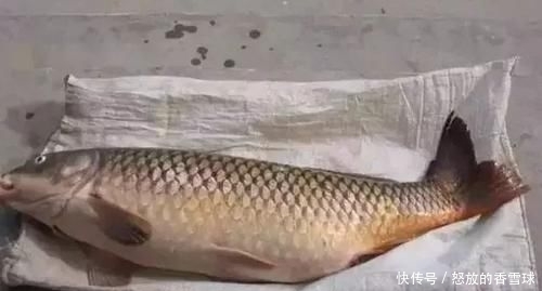  『配方』鲤鱼“戒不掉”的饵料，水里一扔，鲤鱼拼命咬钩，拉杆到手软